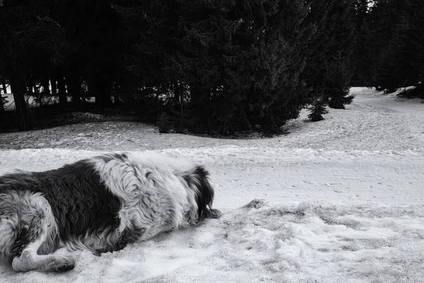 Hund Njuter Snö Vintern Slovakien — Stockfoto