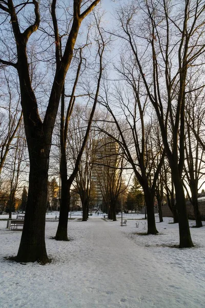 Día Tiro Árboles Bosque Eslovaquia — Foto de Stock