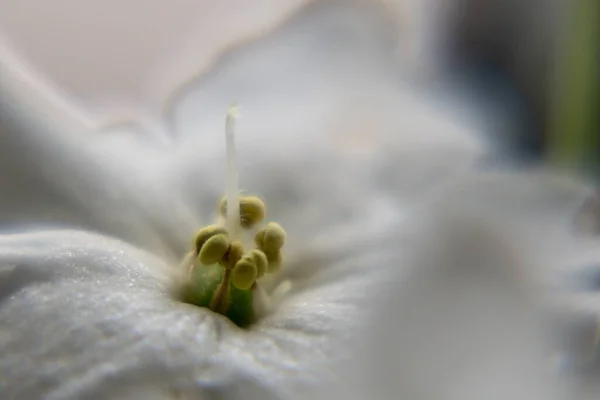 Belle Fleur Blanche Gros Plan — Photo