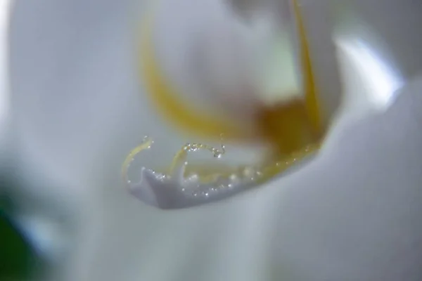 Kwitnący Kwiat Tle Zbliżenie Strzał — Zdjęcie stockowe