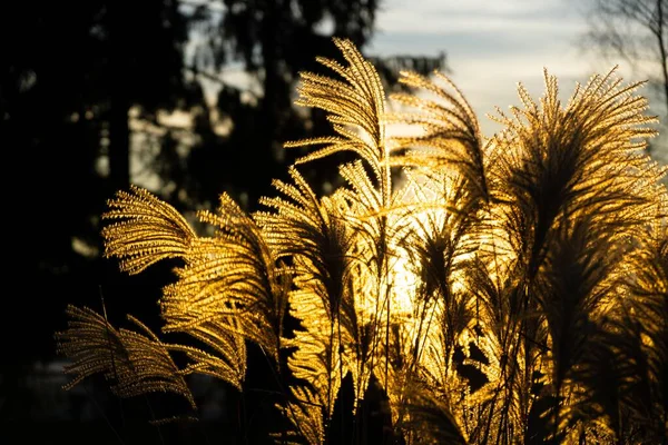 Trockene Pflanzen Gegenlicht Der Sonne Abenddämmerung — Stockfoto