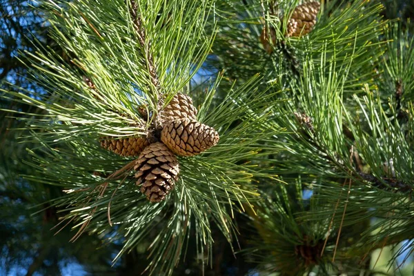 Pine Tree Branches Needles Cones Natural Wallpaper — Stock Photo, Image