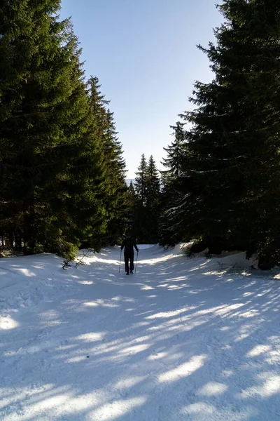 Vue Journalière Des Arbres Dans Forêt Slovaquie — Photo