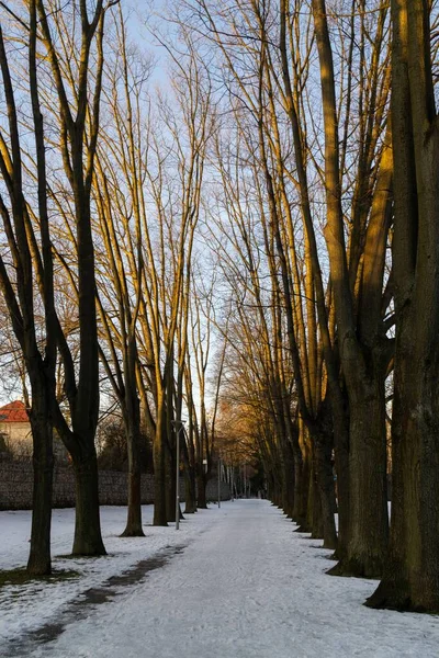 Día Tiro Árboles Bosque Eslovaquia —  Fotos de Stock