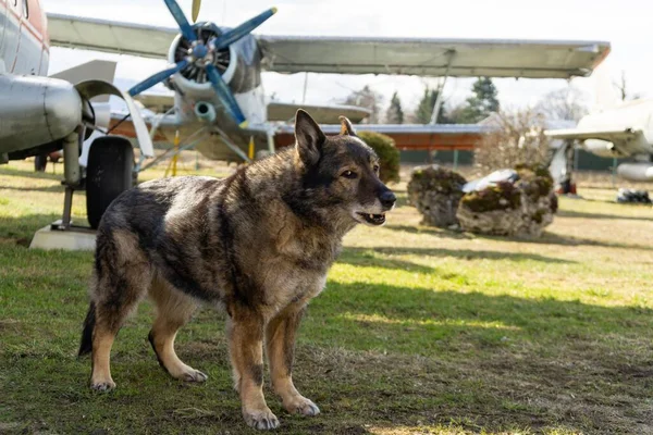 German Shepherd Dog Guarding Airport Aeromuseum — Stock Photo, Image