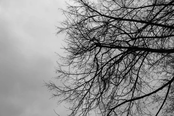 Day Time Shot Trees Forest Slovakia — Φωτογραφία Αρχείου