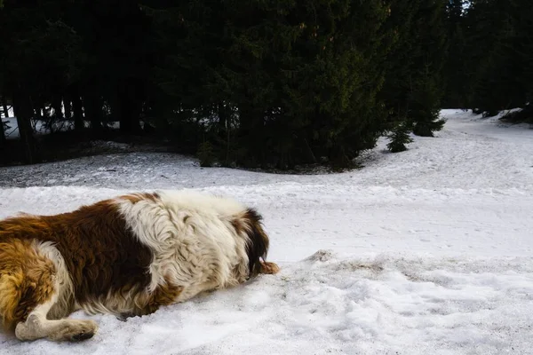 Зимой Собака Наслаждается Снегом Словакия — стоковое фото