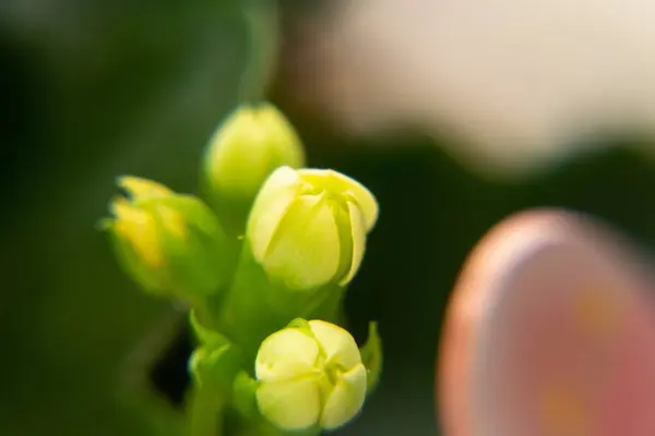 Belles Fleurs Plan Rapproché — Photo