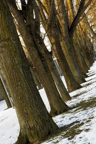 Día Tiro Árboles Bosque Eslovaquia — Foto de Stock