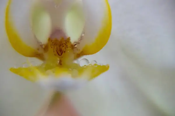 Blooming Flower Background Close Shot — Φωτογραφία Αρχείου