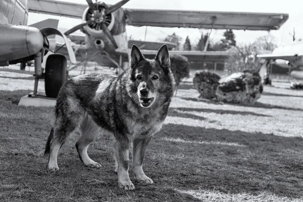 German shepherd dog guarding the airport and aeromuseum. Slovakia