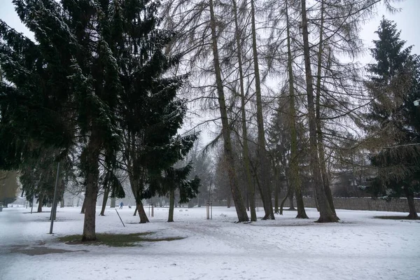 Árboles Invierno Parque Eslovaquia — Foto de Stock