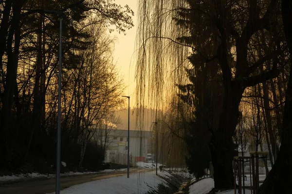 Slovakya Ormandaki Ağaçların Gündüz Çekimleri — Stok fotoğraf