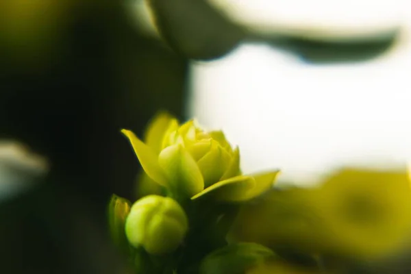 Hermosas Flores Cerca Disparo —  Fotos de Stock