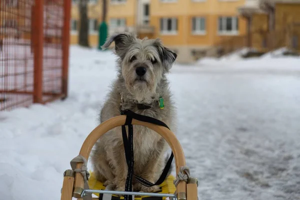 Dog White Snow Close Shot — Φωτογραφία Αρχείου