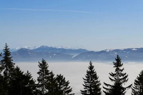 Vue Journalière Des Arbres Dans Forêt Slovaquie — Photo