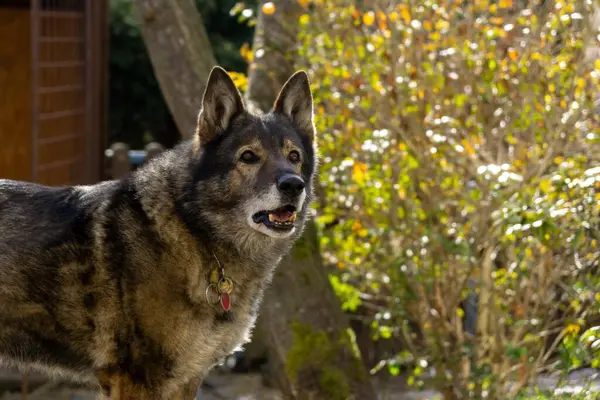 Dog Animal Green Meadow — Stock Photo, Image