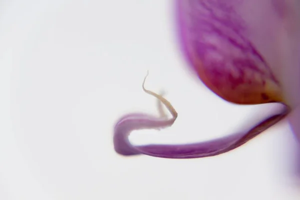 Blühende Blume Auf Hintergrund Nahaufnahme — Stockfoto