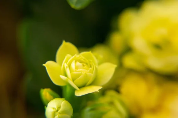 Piękne Kwiaty Zbliżenie Strzał — Zdjęcie stockowe