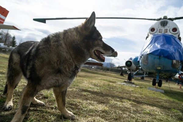 German shepherd dog guarding the airport and aeromuseum. Slovakia