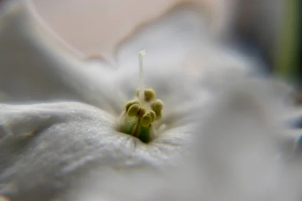 Piękny Biały Kwiat Strzał Bliska — Zdjęcie stockowe
