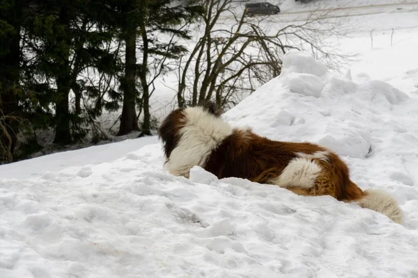 Hund Njuter Snö Vintern Slovakien — Stockfoto