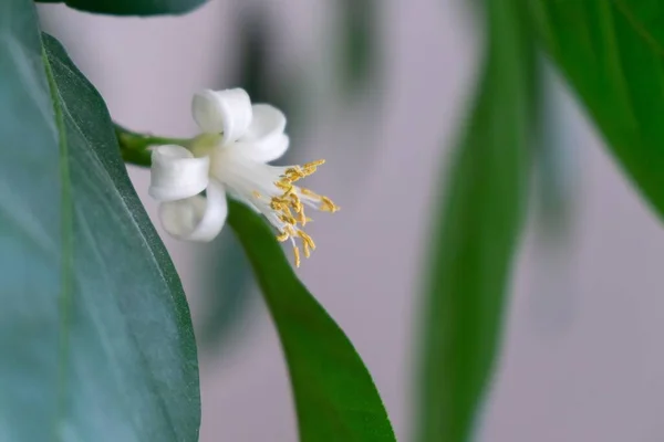 Blommande Blomma Bakgrunden Närbild Skott — Stockfoto