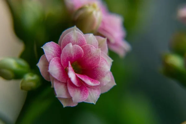 美しい花が撮影され — ストック写真