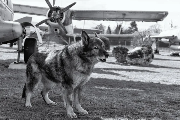 Havaalanını Müzeyi Koruyan Alman Çoban Köpeği Slovakya — Stok fotoğraf