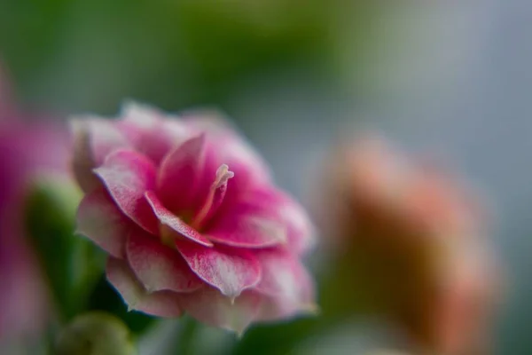 Gyönyörű Virágok Közelről Lövés — Stock Fotó