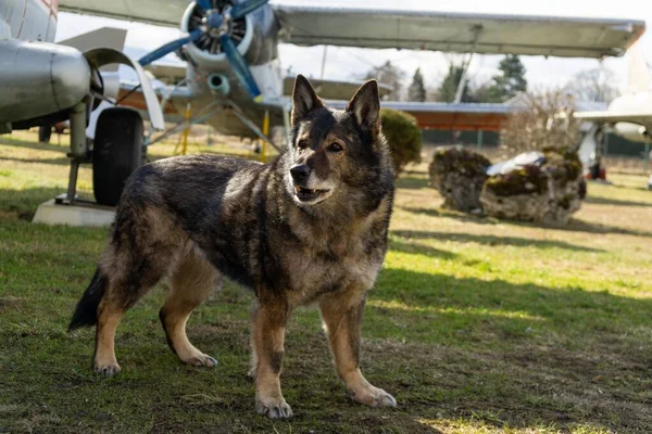 German Shepherd Dog Guarding Airport Aeromuseum — Stock Photo, Image