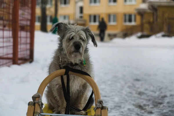 Собака Белом Снегу — стоковое фото