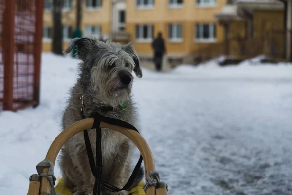 Dog White Snow Close Shot — Φωτογραφία Αρχείου