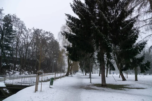 Árboles Invierno Parque Eslovaquia —  Fotos de Stock