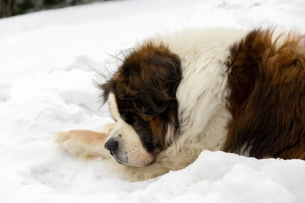 Chien Profitant Neige Hiver Slovaquie — Photo