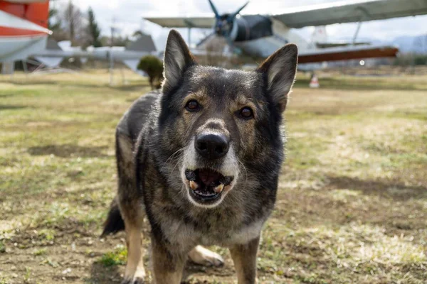 German Shepherd Dog Guarding Airport Aeromuseum Slovakia — Stock Photo, Image