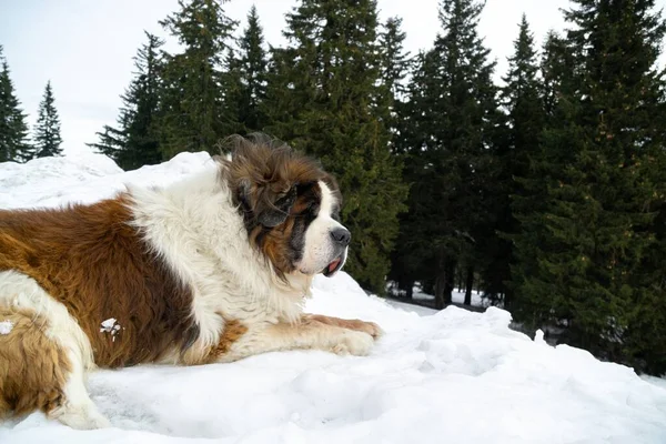 Köpek Kışın Karın Tadını Çıkarıyor Slovakya — Stok fotoğraf