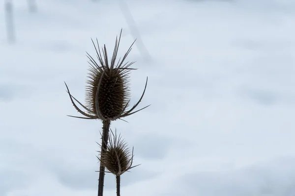 畑に山と雲がある日の出 — ストック写真