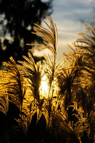 Piante Secche Sole Retroilluminato Scena Crepuscolo — Foto Stock