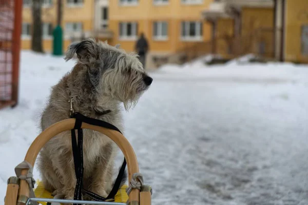 Dog White Snow Close Shot — Φωτογραφία Αρχείου