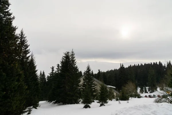 Giorno Colpo Alberi Nella Foresta Slovacchia — Foto Stock