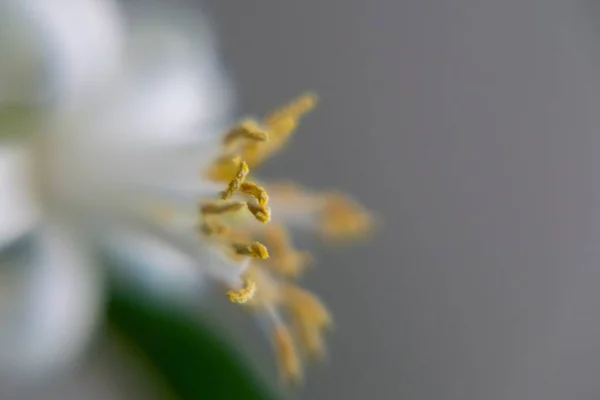 Blooming Flower Background Close Shot — Stock Photo, Image