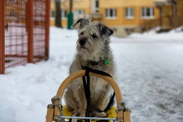 Dog White Snow Close Shot — Φωτογραφία Αρχείου