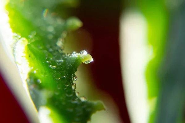 Pflanzenstämme Mit Tautropfen Makroschuss — Stockfoto