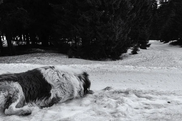 Pes Zimě Užívá Sníh Slovensko — Stock fotografie