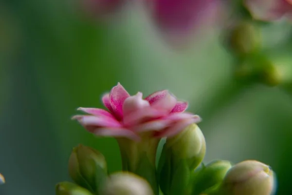 Belles Fleurs Plan Rapproché — Photo