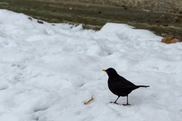 Vogel Met Sneeuw Tijdens Winter Slowakije — Stockfoto