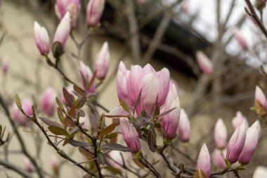 Bahar ağacı çiçek açıyor. Ağacın üzerinde Magnolia çiçekleri açıyor. Slovakya
