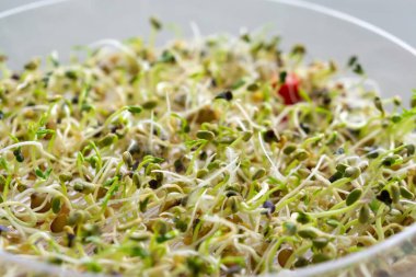 Taze sebze ve baharatlı yeşil salata. sağlıklı yaşam tarzı kavramı