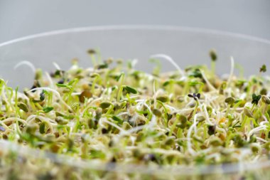 Taze sebze ve baharatlı yeşil salata. sağlıklı yaşam tarzı kavramı